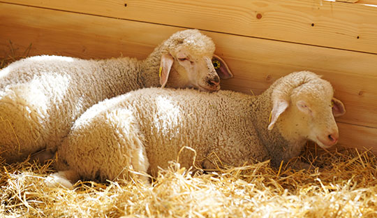 Schafe in der Hirtenhütte